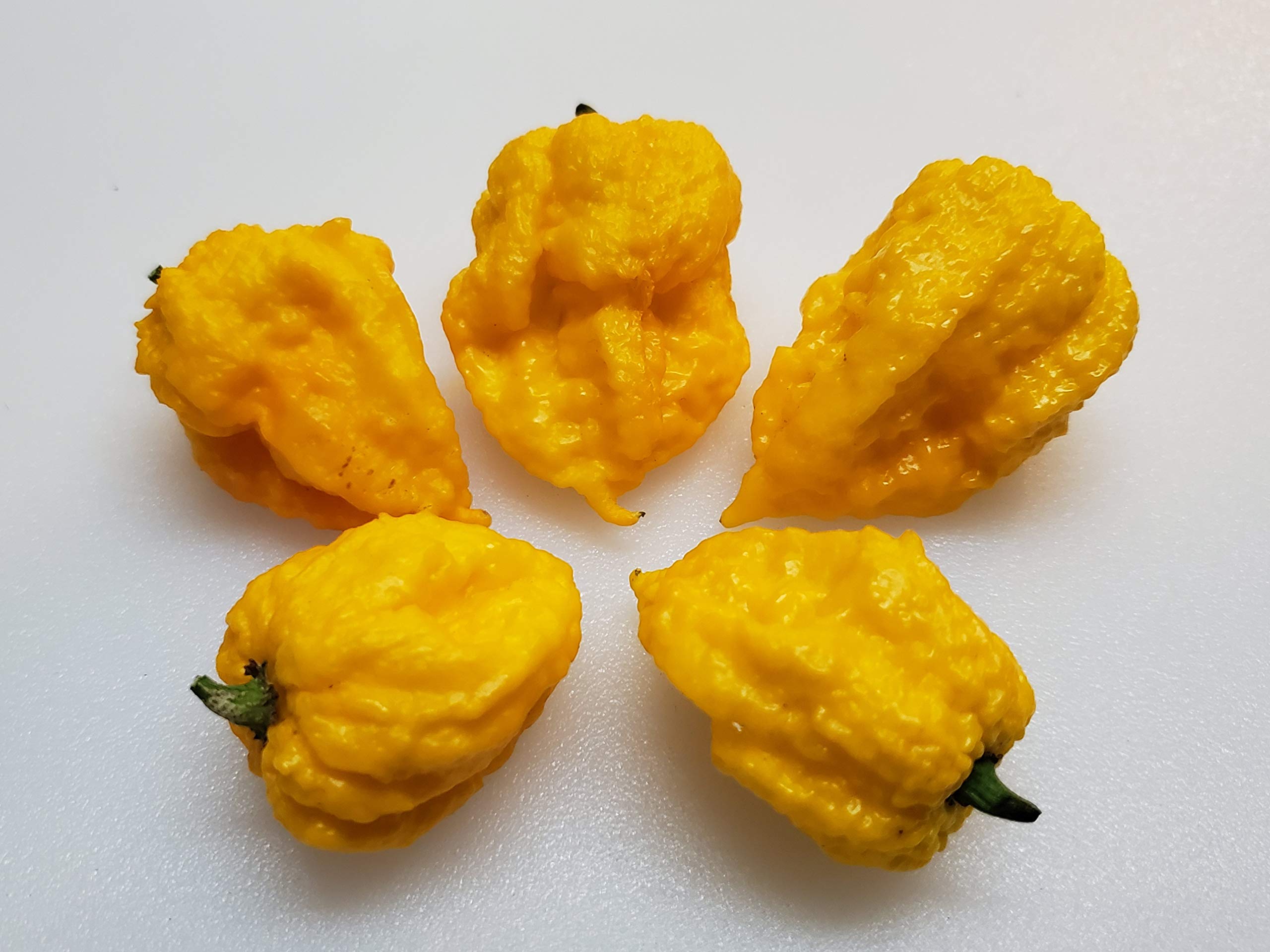 7 Pot Lava Yellow pepper plant grown from seeds with bright yellow pods and fiery spice